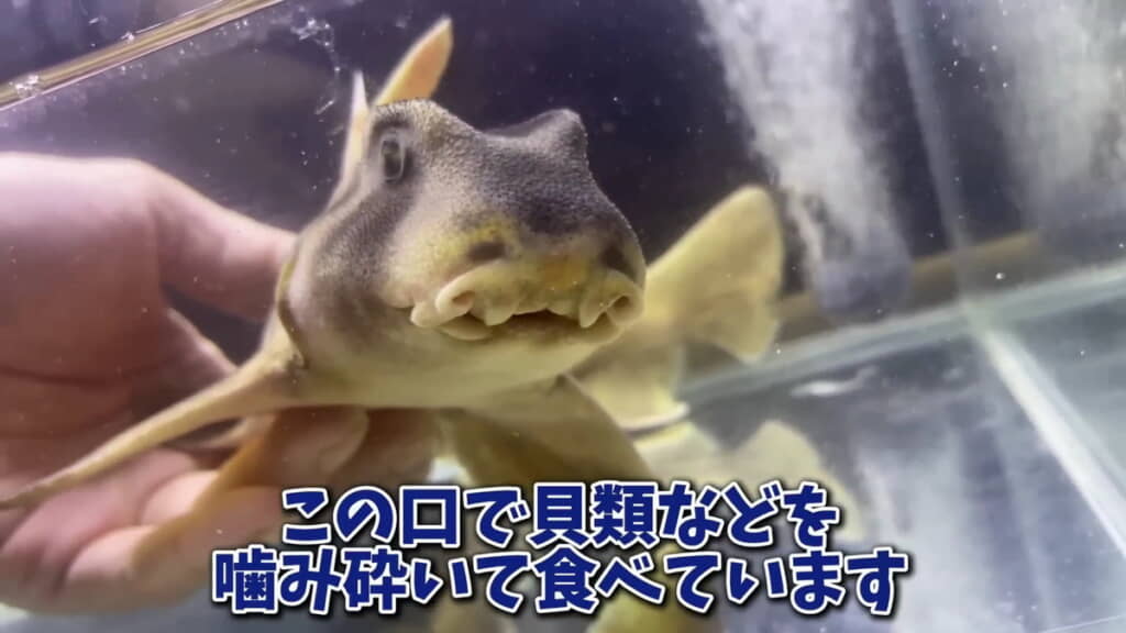 別名「サザエワリ」