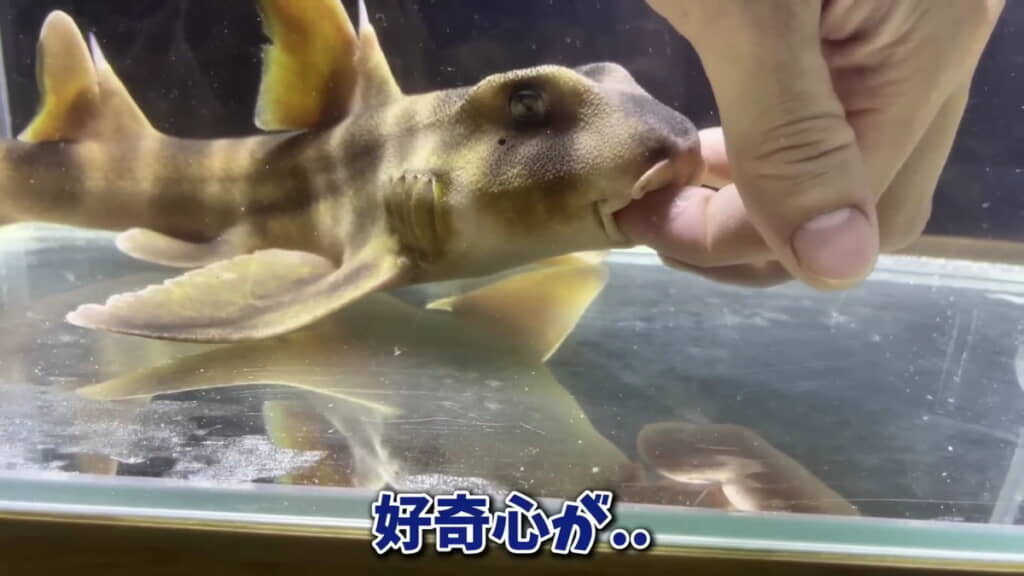 危険な好奇心……（良い子はマネしないでね）