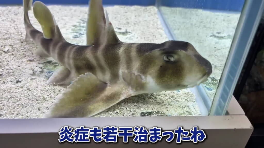 体調は良くなってきたのに……