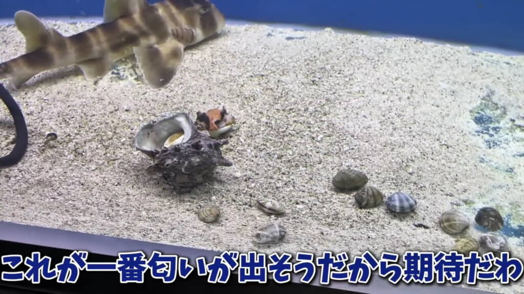 サザエやアサリも食べません