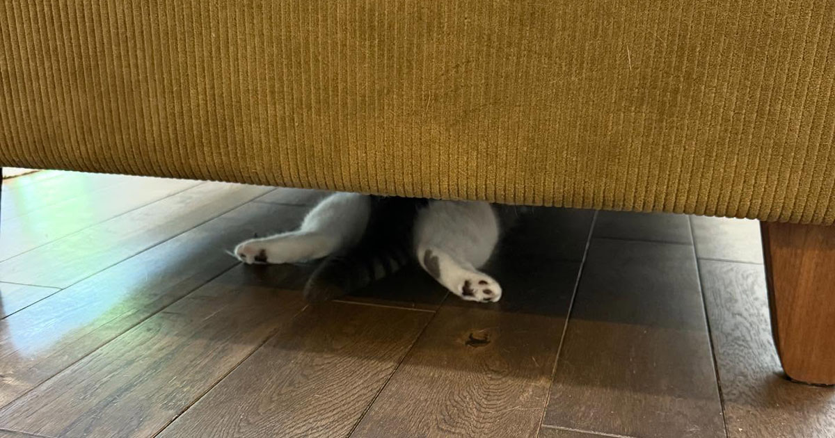 愛猫の姿が見えない→ソファの下をのぞくと……　まさかの表情に「狙われたらやばい」「うちの子もよくやります」（1/3） | 猫 ねとらぼ
