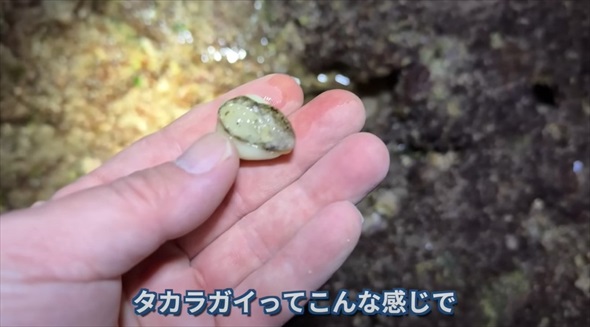岩陰で見つけた“宝石みたいな貝”→思い切って殻を割ってみると