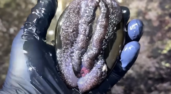 ホラ貝、中身入り セイヨウホラガイ - Kaiショップ