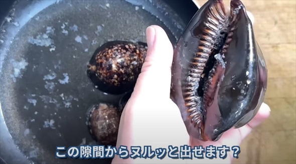 岩陰で見つけた“宝石みたいな貝”→思い切って殻を割ってみると