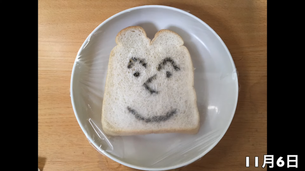 実験開始日：11月6日の食パンの様子