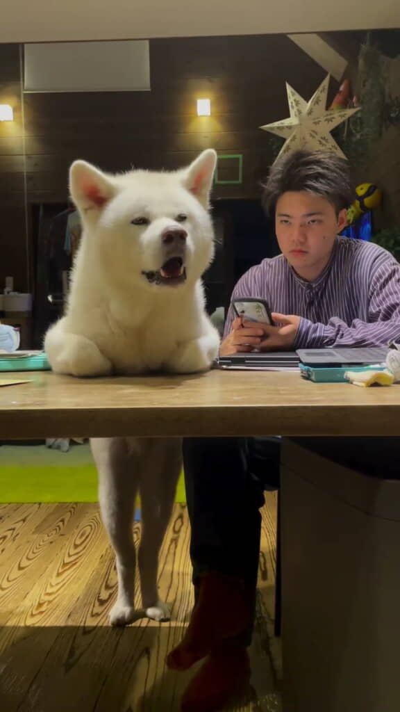 大きなお顔とのギャップがスゴイ