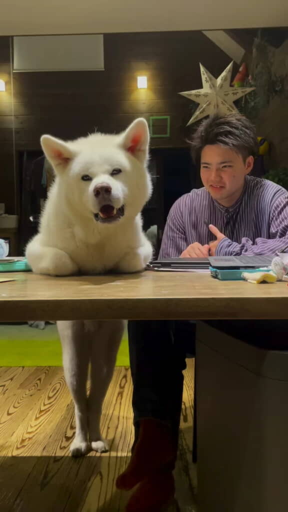 ボクじゃないよー