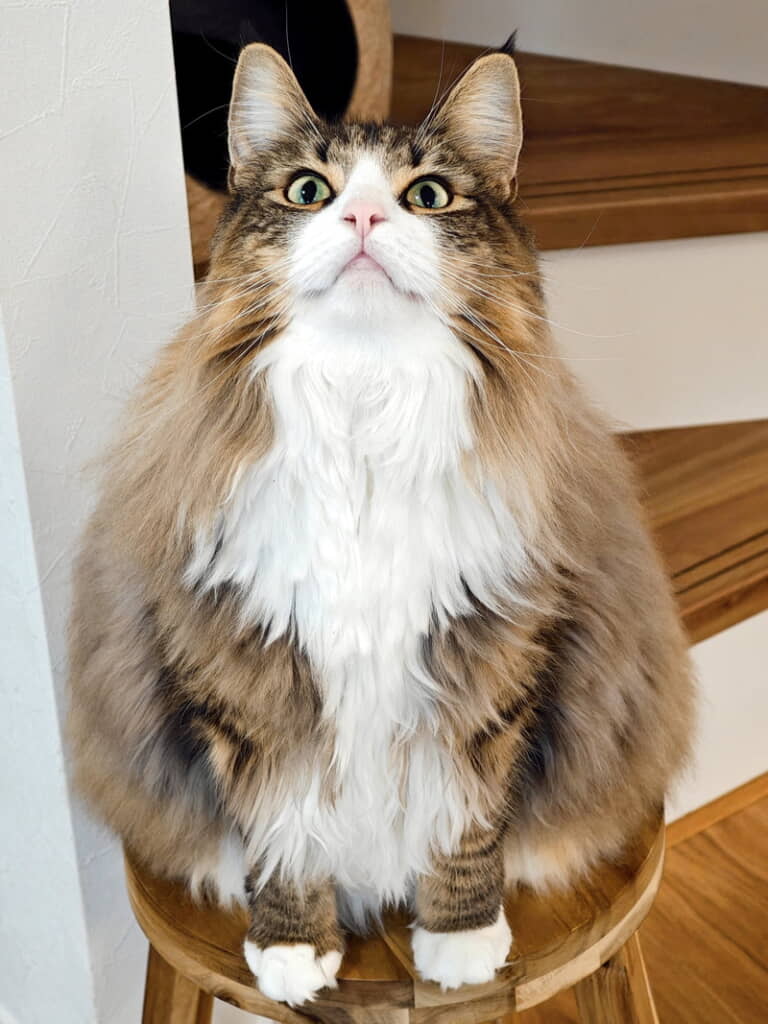 ドヤ顔しろあんちゃん　