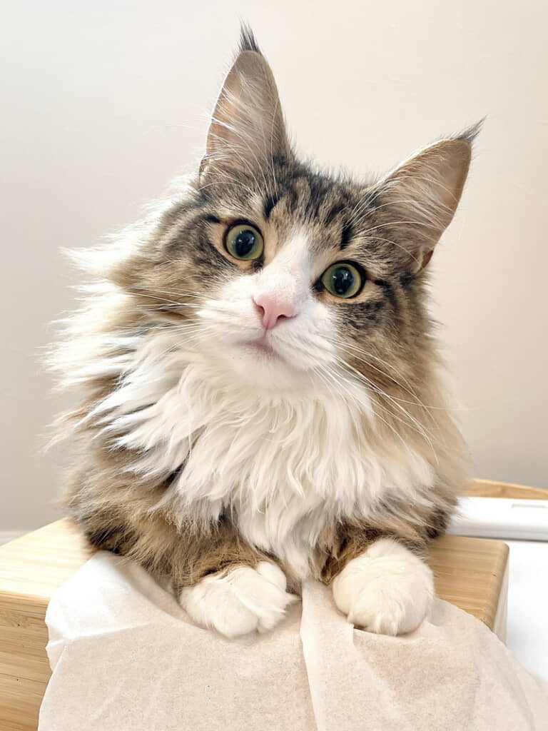 花粉症の飼い主さんを気遣ってくれるしろあんちゃん