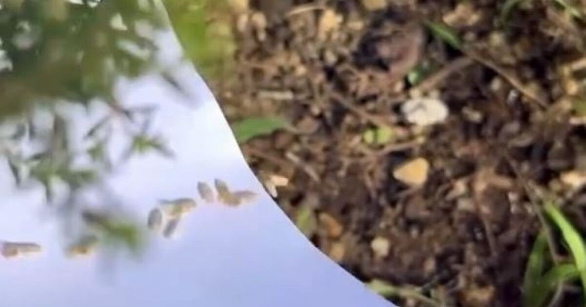 期限切れの種→雑草だらけの植木鉢にパラパラまいておいたら、1年半後……　予想外の光景に「生命力が計り知れない」　 | ライフスタイル ねとらぼ