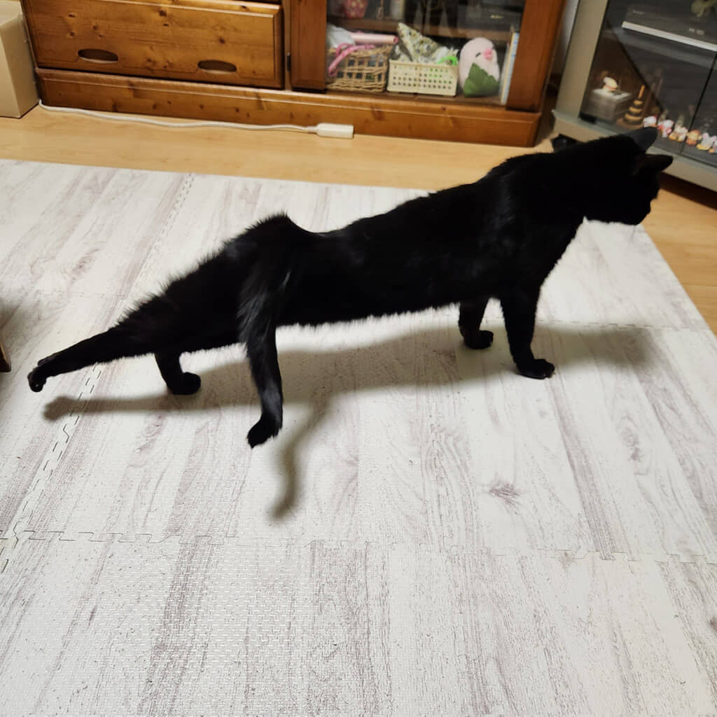 どれが本当の足!?