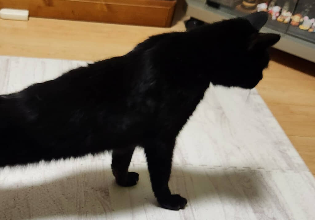 のびをする猫ちゃんの足が……