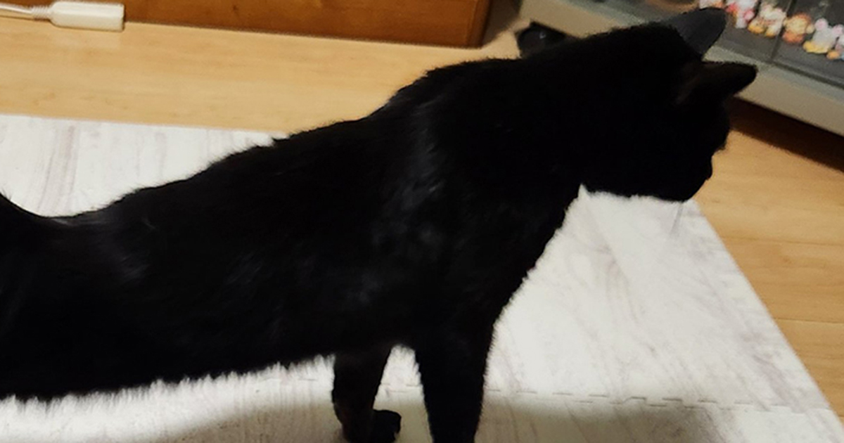のびをする猫ちゃん→下半身を見ると……えぇ!?　二度見必至な“まさかの姿”が99万表示　「作画崩壊www」「ゲームのバグ」（1/2） | 猫 ねとらぼ