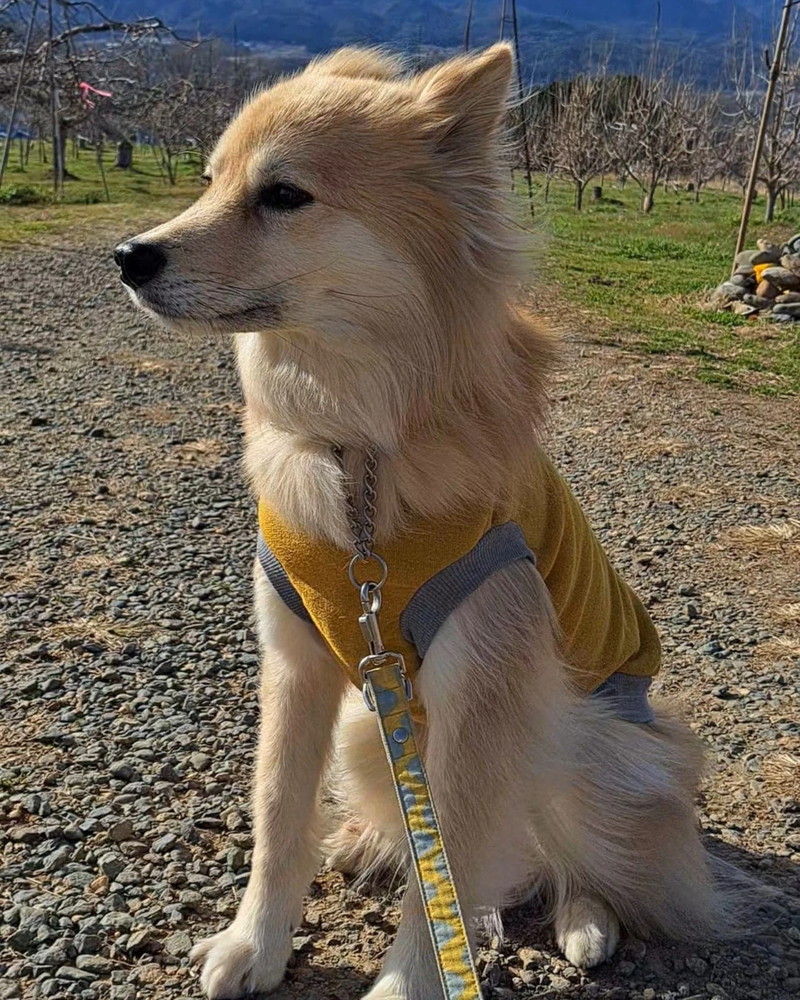 風になびく大豆くん