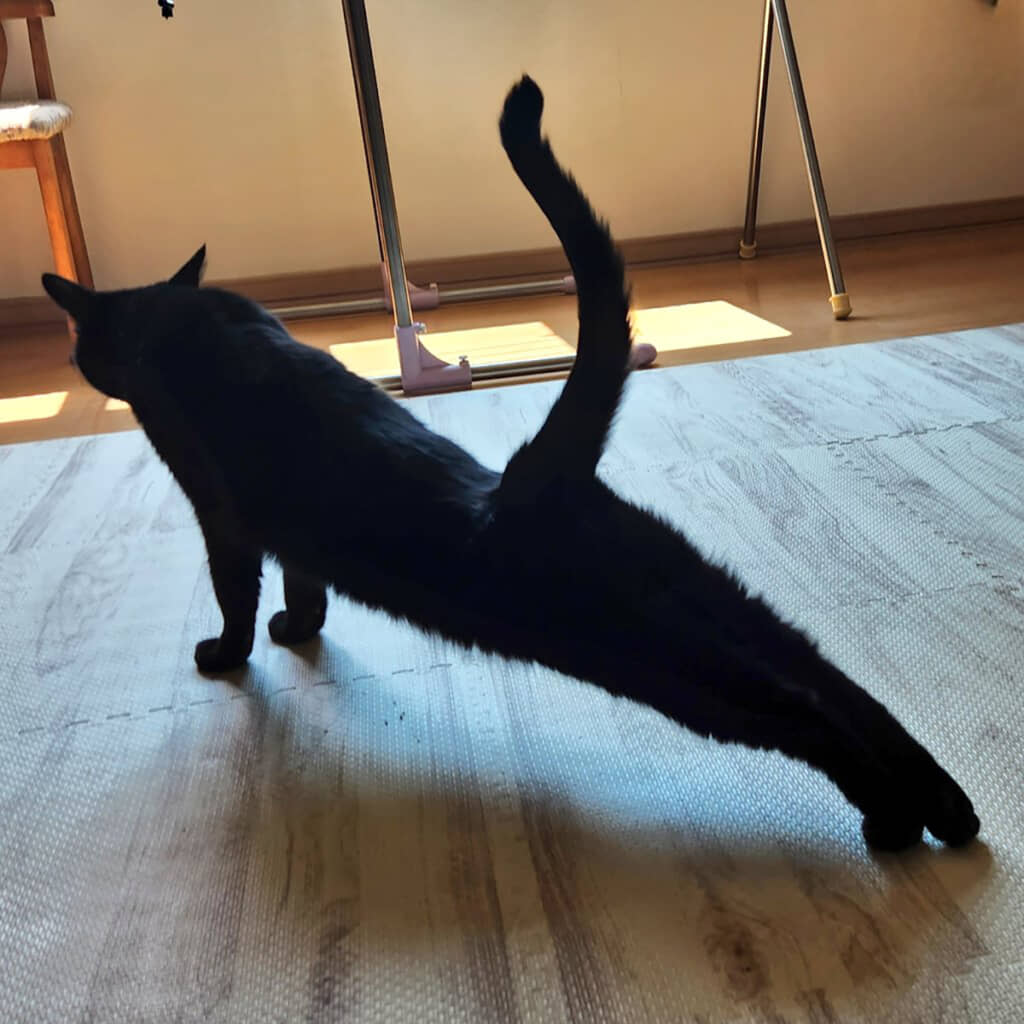 ネロちゃんの日常まとめ