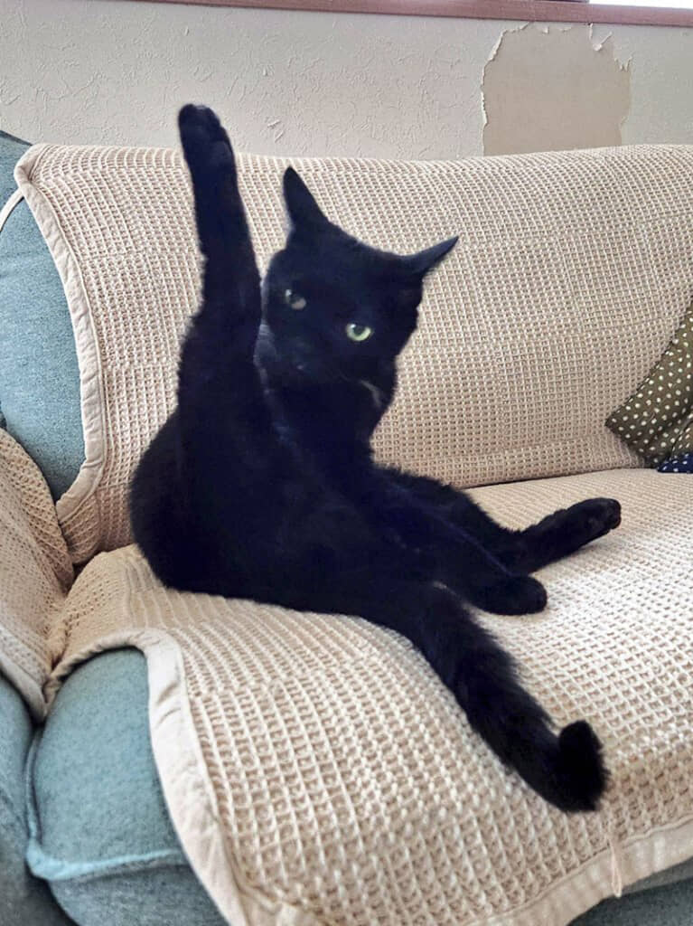 ネロちゃんの日常まとめ