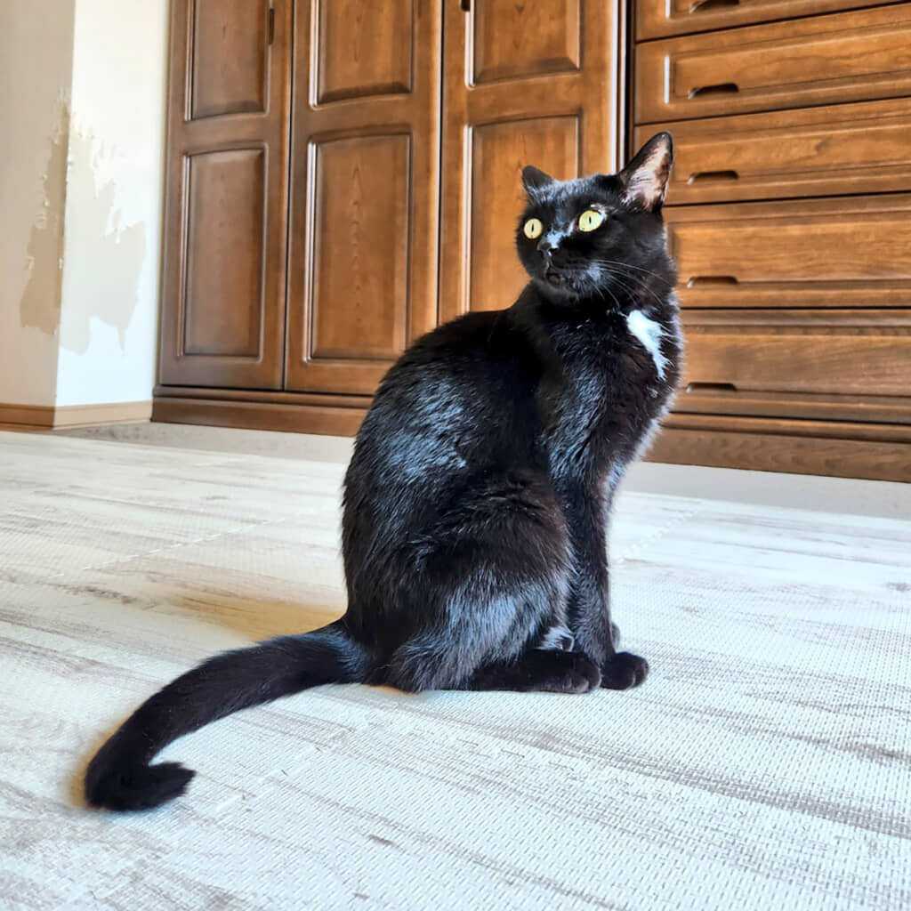 ネロちゃんの日常まとめ