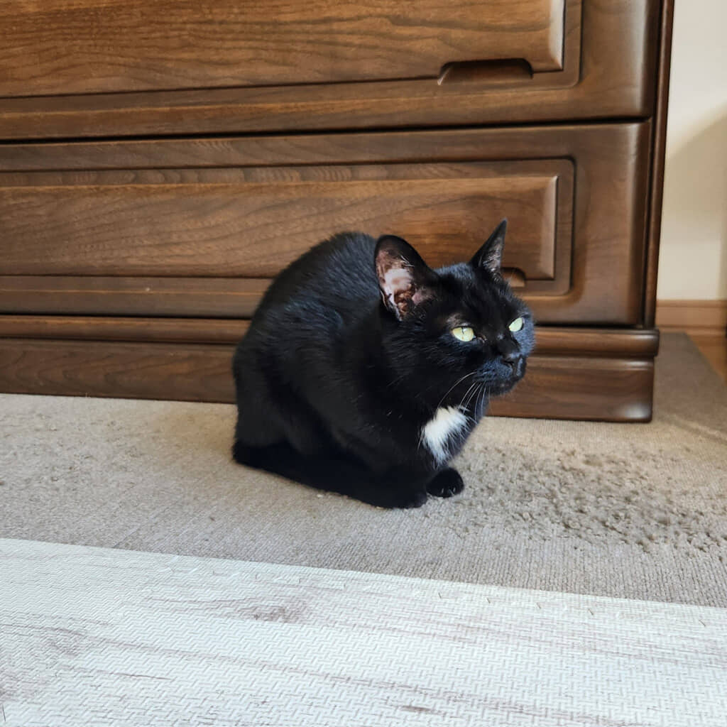 ネロちゃんの日常まとめ