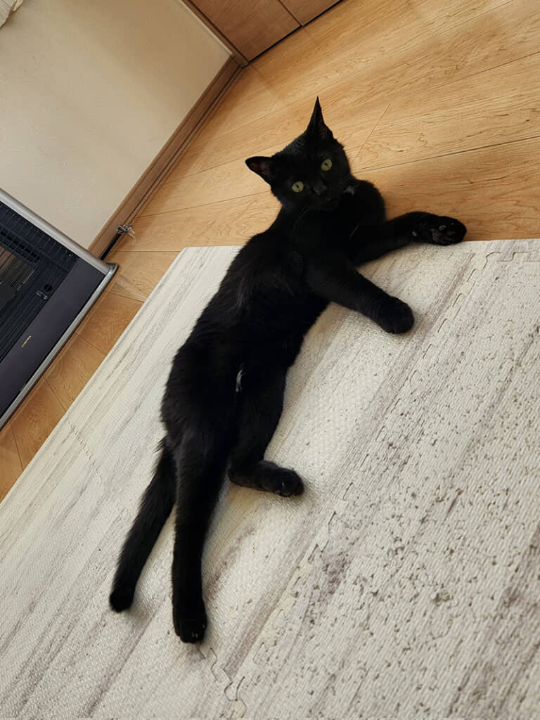 ネロちゃんの日常まとめ