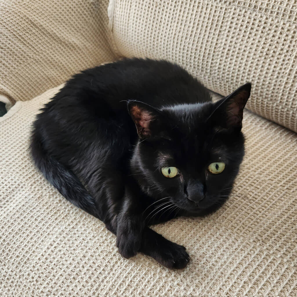 ネロちゃんの日常まとめ