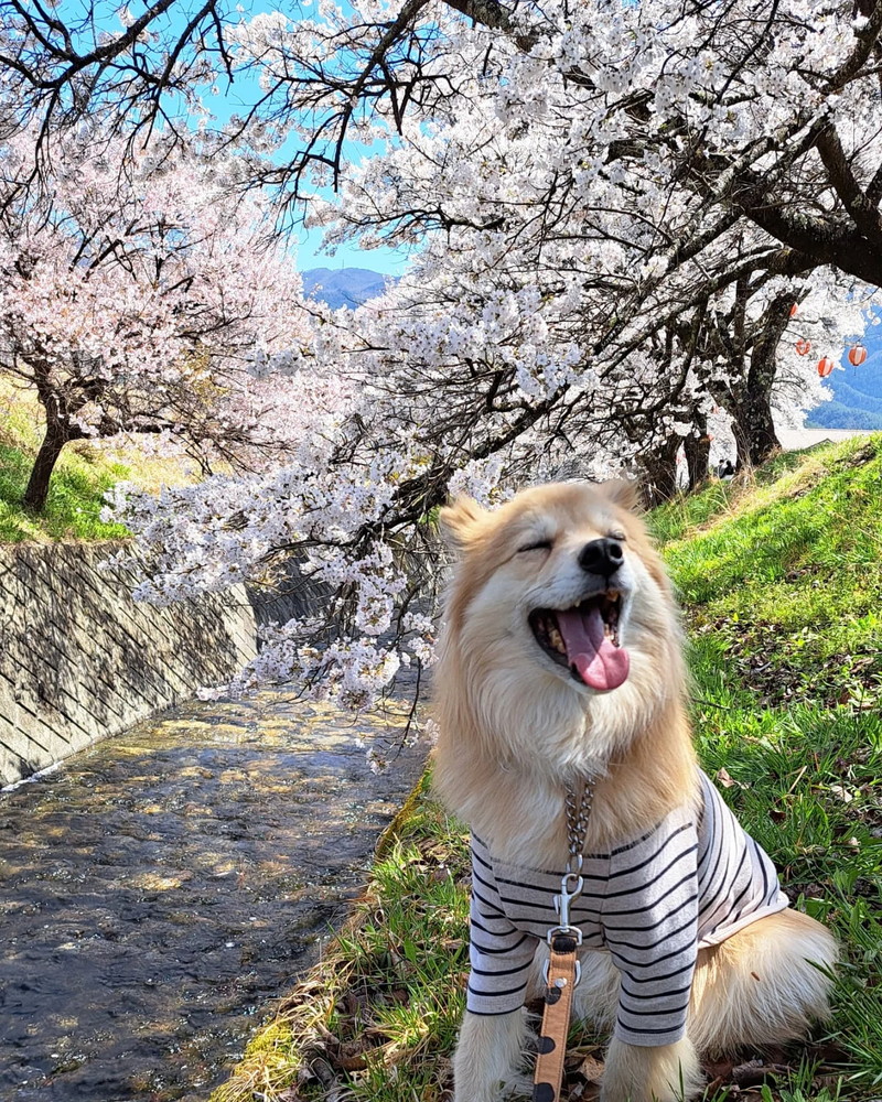 桜を背景にニッコニコ　