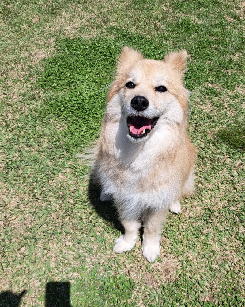 ドッグランで楽しそう！