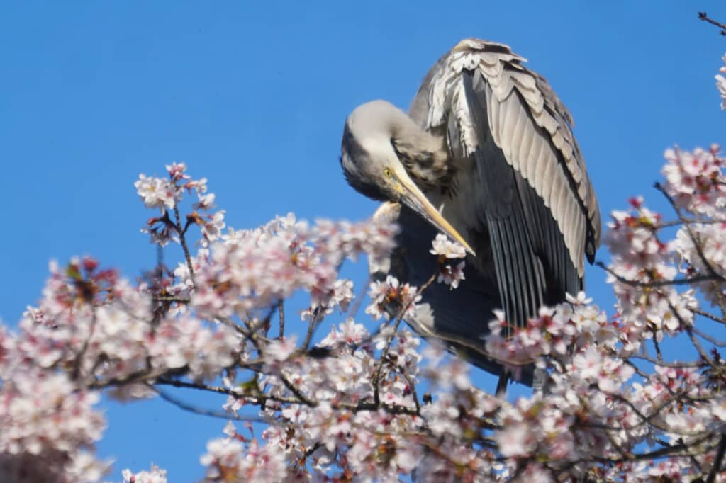 桜とアオサギ