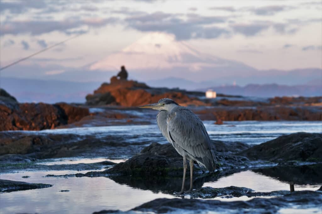 富士とアオサギ