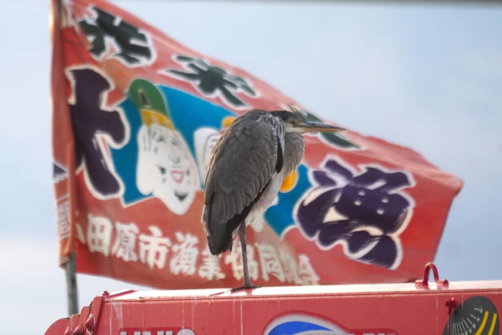 大漁旗とアオサギ