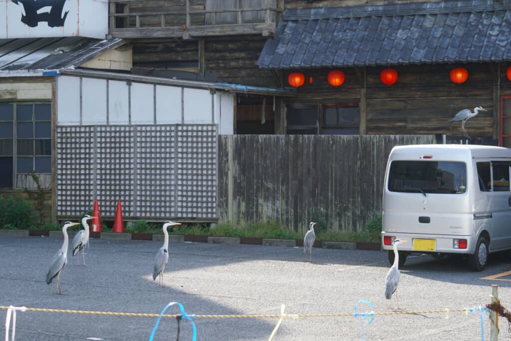 宴会へなだれ込む（？）アオサギ