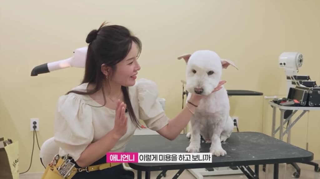 カットし終えた犬