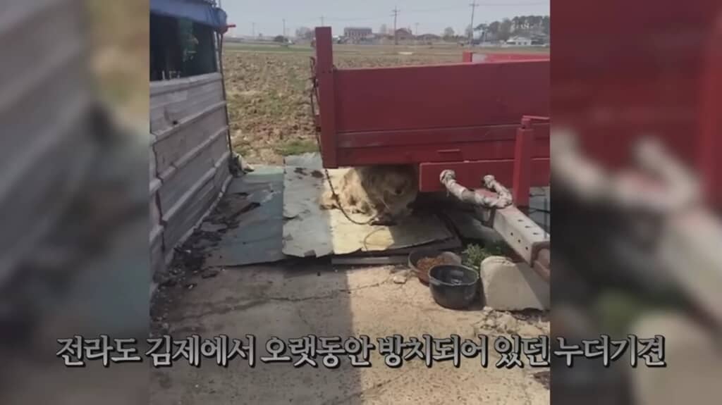 放置されていた犬