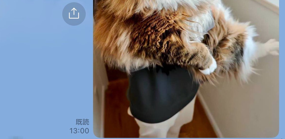 おばあちゃんにLINEで「猫大きくなったよ！」と送ったら……「ナイスお婆ちゃん」「可愛い」　420万表示の予想を超える返事に爆笑（1/3） | 猫 ねとらぼ