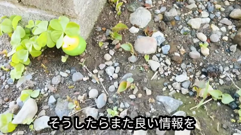 視聴者から良いドクダミ対策を再び教えてもらった投稿者