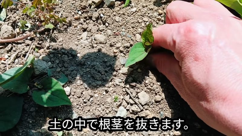 土の中に指を入れてドクダミを引き抜く投稿者