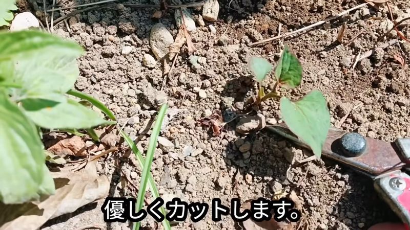 土の中にハサミを入れてドクダミを切る投稿者