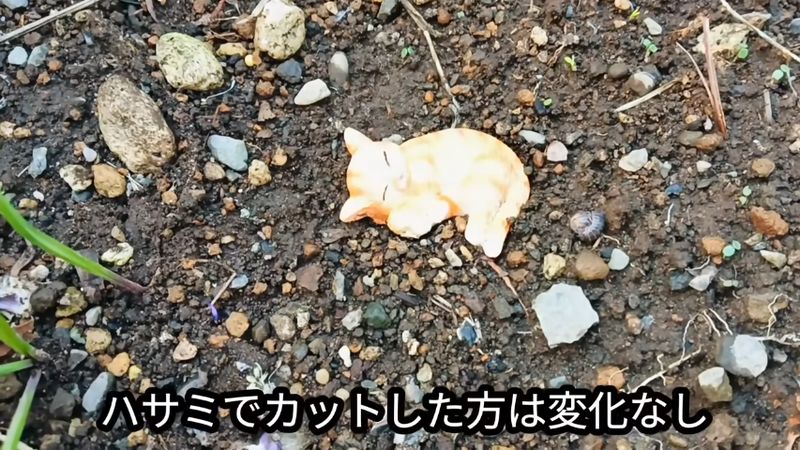 2週間が経過しても変化が見られないハサミでカットした場所