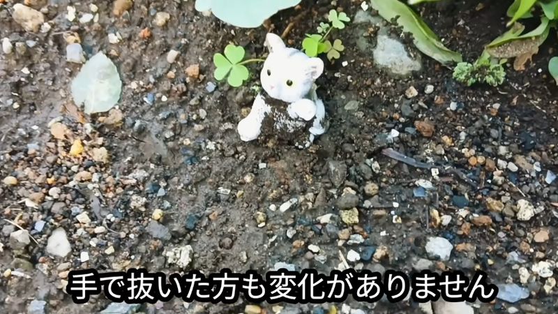 2週間が経過しても変化が見られない手で抜いた場所