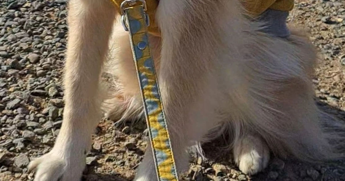 散歩中、マダムに「神様は美しい犬をお作りになったのねぇ」と言われたワンコ→ただ者ではない姿に「なにこの子！」（1/3） | 犬 ねとらぼ