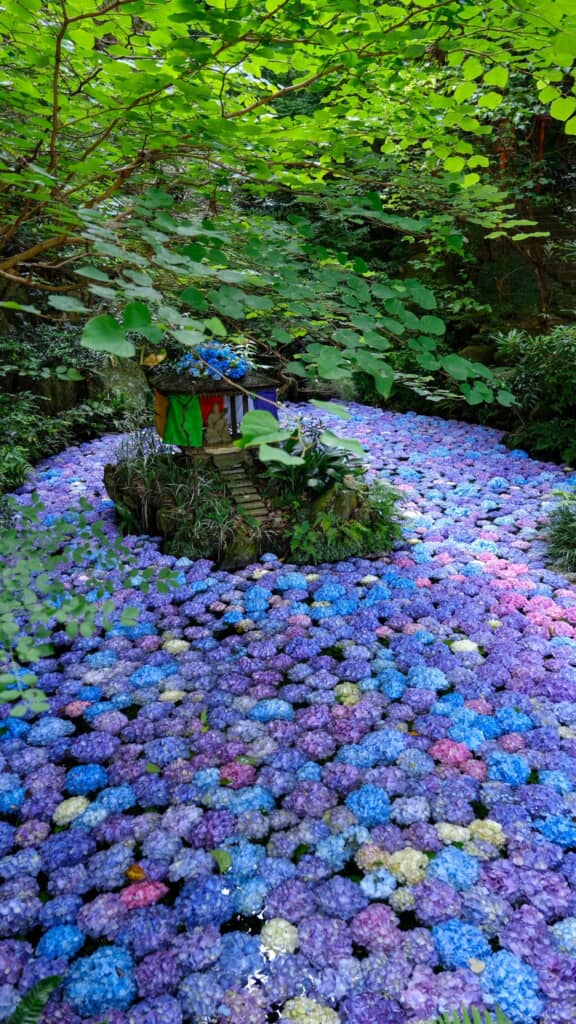 祠を守るように数々の紫陽花が浮かんでいます