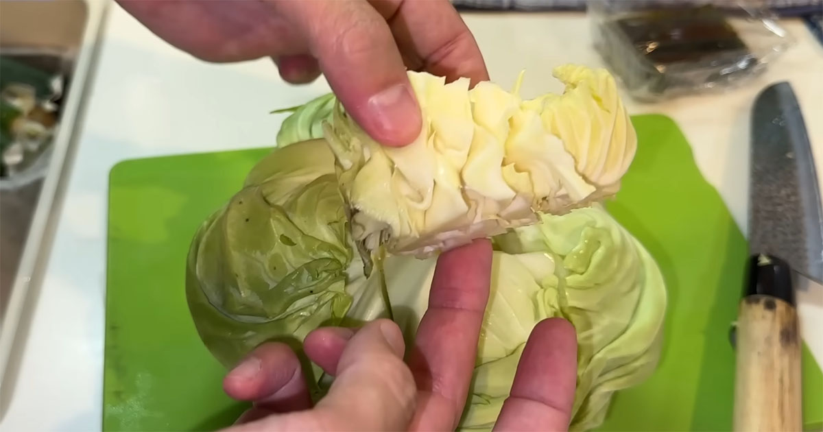 スーパーで買ったキャベツの芯を容器にセットして140日後……「すっげえ」　想像を超える姿に「感動」「無限にいけそう」（1/3） | ライフハック ねとらぼ
