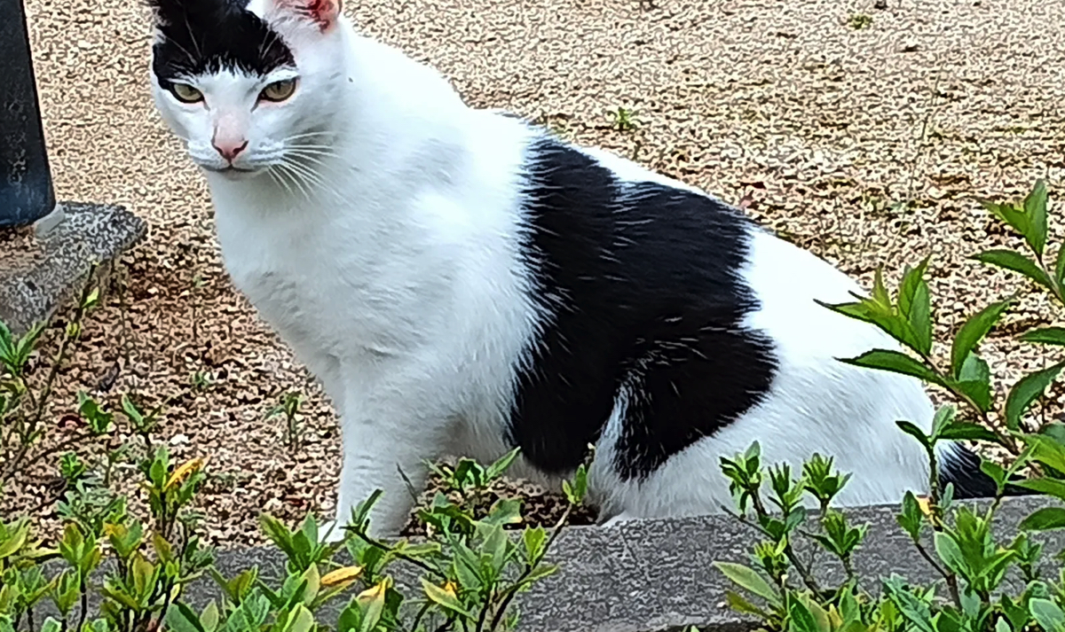公園に行ったら蘭ねーちゃんみたいな猫がいた→完全一致すぎる姿に「めっちゃ笑ったw 」「黒の組織にネコにされた？」の声（1/3） | 猫 ねとらぼ
