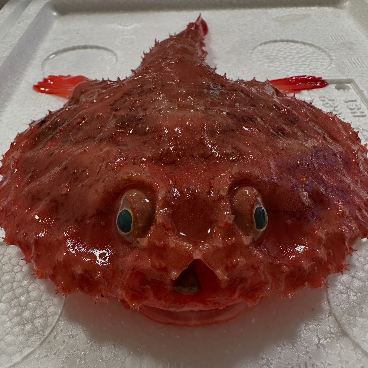 深海魚の口から出てきた“まさかのもの”　専門家も初見のレアな正体に「形かわいい」「すごい！　面白い!!」（1/3） | その他生き物 ねとらぼ