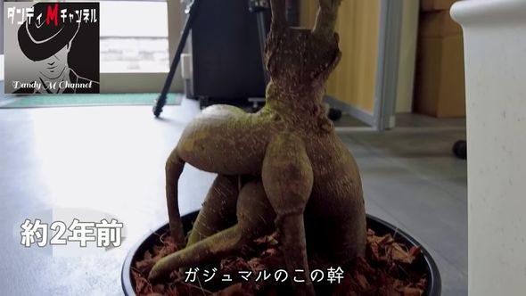 ガジュマルを土に埋めて2年後、掘り起こすと……　出てきた“まさかの姿”に「衝撃的でした」「スゲー！！」