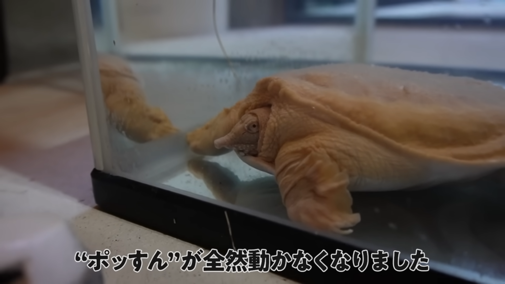 気温が下がり、スッポンの「ポッすん」が動かなくなりました