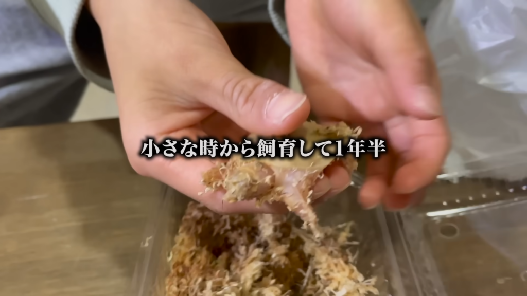 お迎えした時は500円玉サイズでした