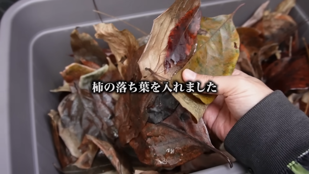 カメを冬眠させる際は、カキの葉を入れるといいのだとか