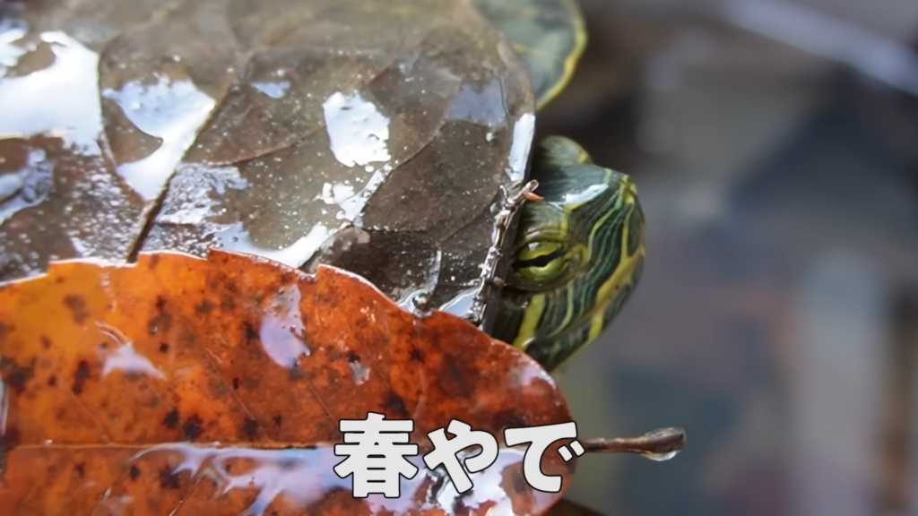 マーシーは無事に生きていました