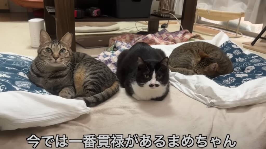 必死に助けを求めてきたガリガリの猫