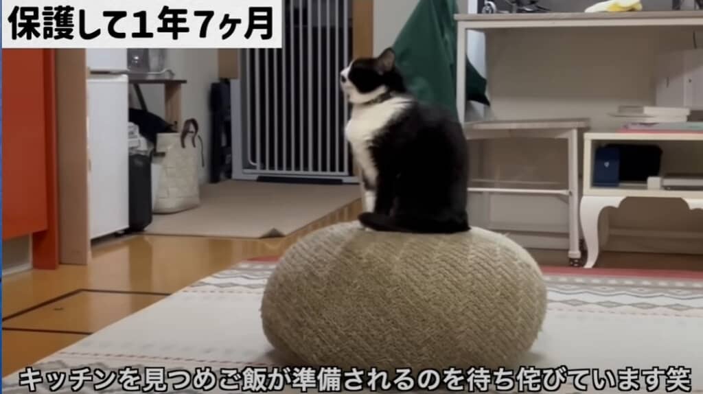 必死に助けを求めてきたガリガリの猫